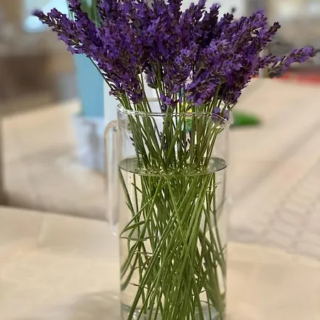 מלון Plamena Palace